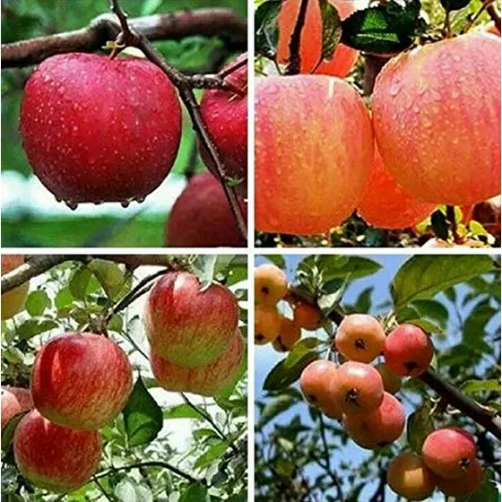 Semillas De Manzano Bonsái Para Jardín, Frutal Al Aire Libre