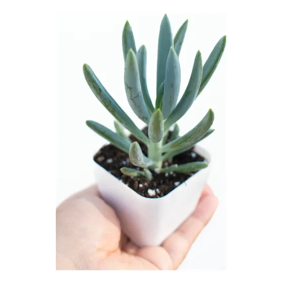 Senecio Serpens O Kleinia Repens Suculenta Colección N° 8