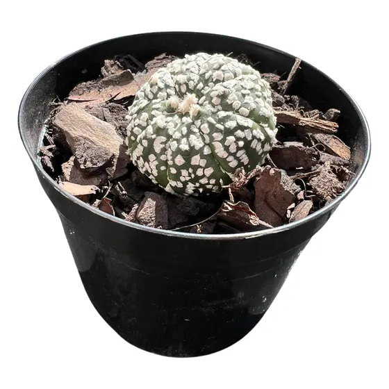 1 Muda De Astrophytum Asterias 'super Kabuto' Colecionadores