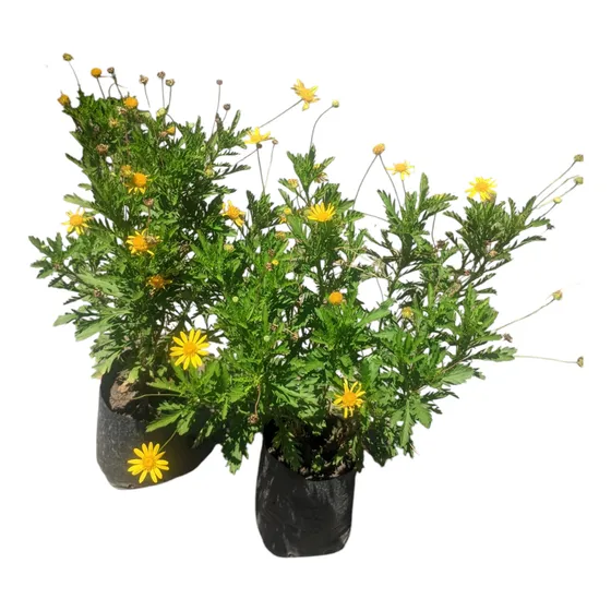 Euryops - Margarita Amarilla - Planta Pleno Sol - Maceta 3 L