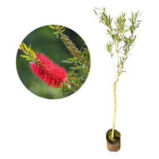 Muda De Callistemon - Escova De Garrafa Muda De Callistemon - Escova De Garrafa