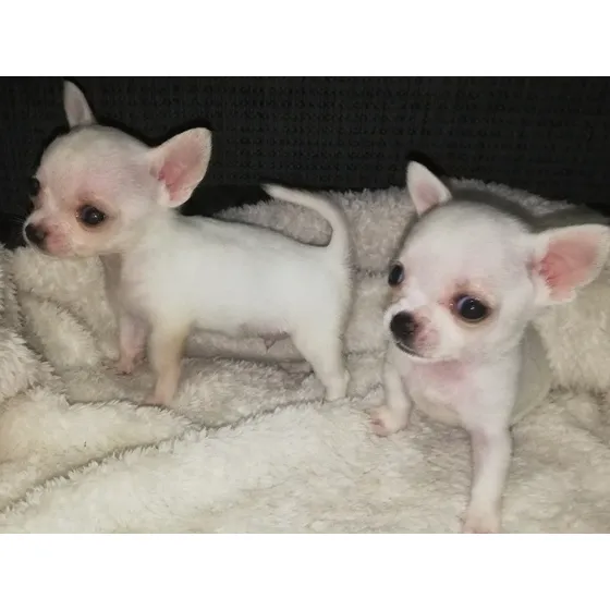 Chihuahua Mini Hembras