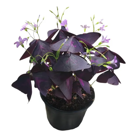 Trébol De La Suerte Morado Oxalis Triangularis