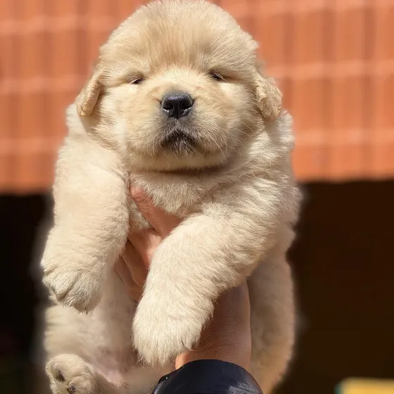 Estupendos Cachorros Golden  Sanos Puros Y Vacunados C/ Cert
