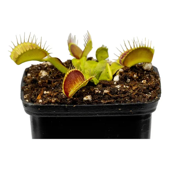 Planta Carnívora Venus Atrapamoscas Talla Pequeña