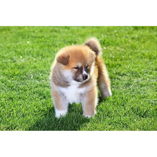 Cachorros Akita Inu Japones Perros Medellín Bogotá Cali Pet