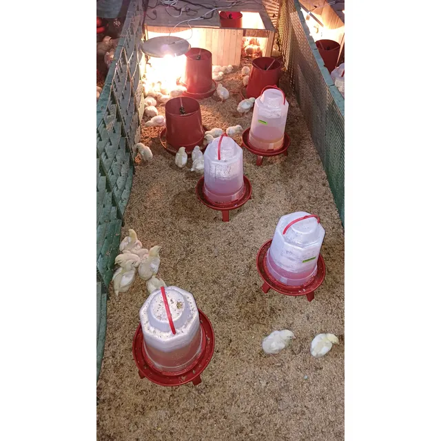 Pollos Criollos Beneficiados