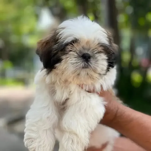 Hermosos Cachorros Shihtzu Hembra Y Macho