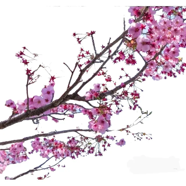 Cerezo Sakura Japonés - Árbol 1.8m  Naturaleza Activa