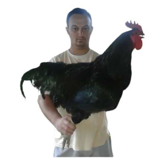 Ovos Galados De Gigante Negro De Jersey  Linha Importada