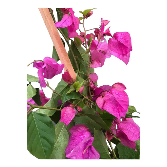 Santa Rita Roja Rosa Naranja