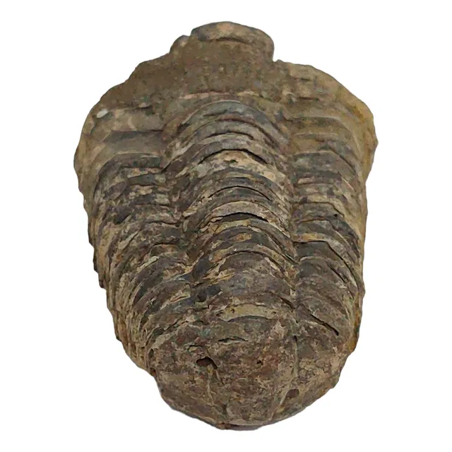 Trilobite Piedra 100% Natural 300 Quilates $ 350.000