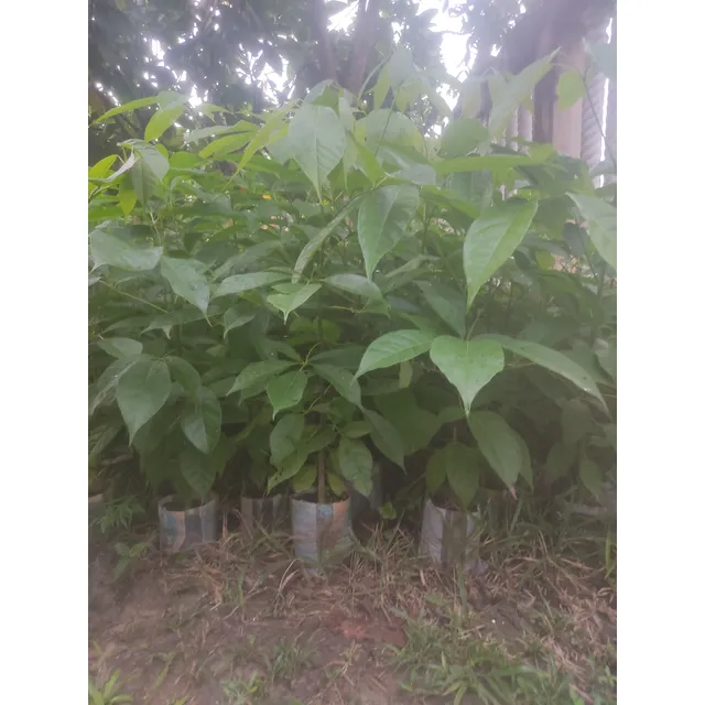 Plantas De Apamate