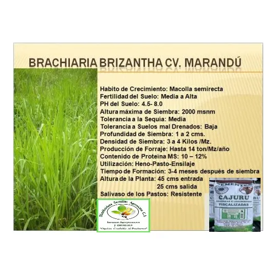 Semillas Pasto Marandu Brachiaria  Certificada 5 Kg