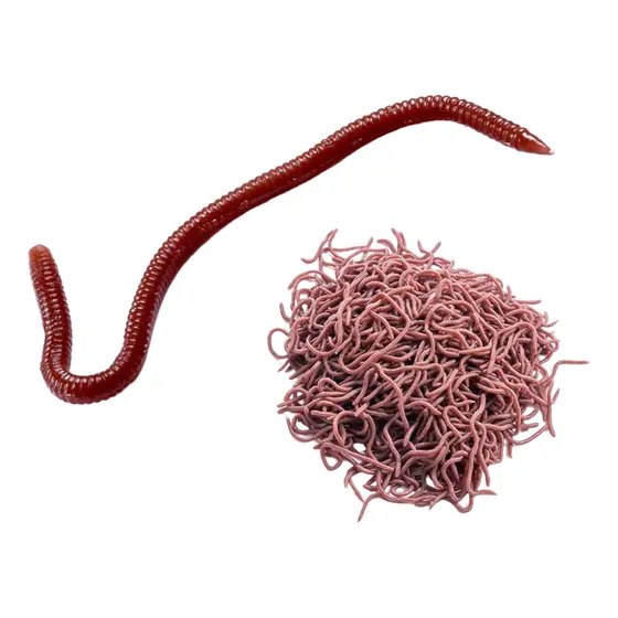 50 Cebos Realistas Pesca Lombriz Carnada Artificiales Soft