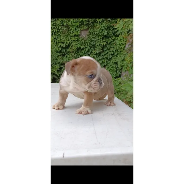 Bulldog Inglés 