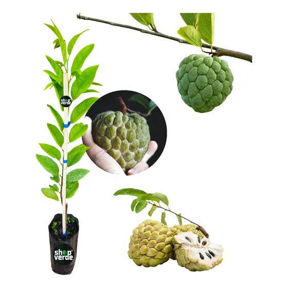 Muda De Fruta Do Conde/pinha Enxertada Produz Em 1ano C/80cm