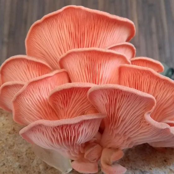 Semillas Hongo Pleurotus Djamor 500 Gr. Cultive En Casa
