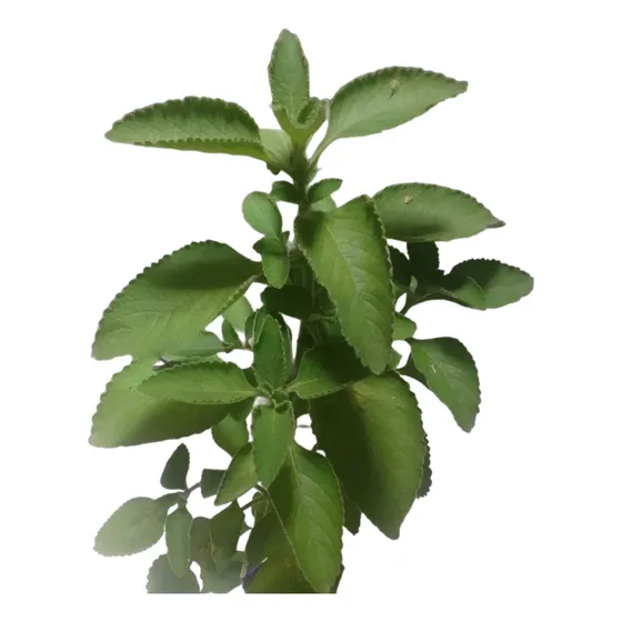Boldo De La India. Plectranthus Barbatus. Coleus  
