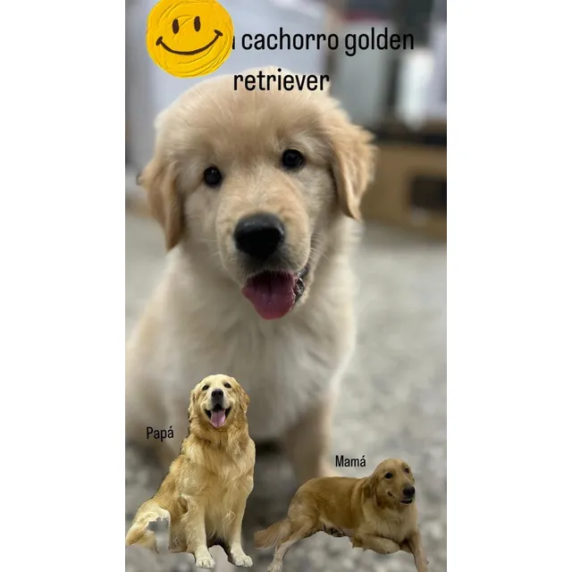 Golden Retriever Macho Cachorro