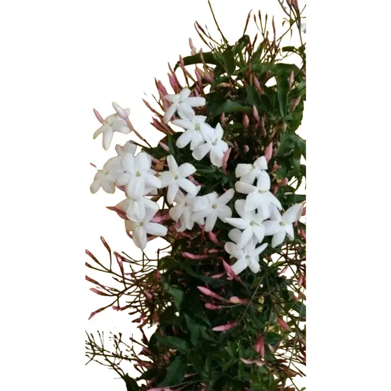 Jazmin Chino- Jazmin Polianthus - Naturaleza Activa