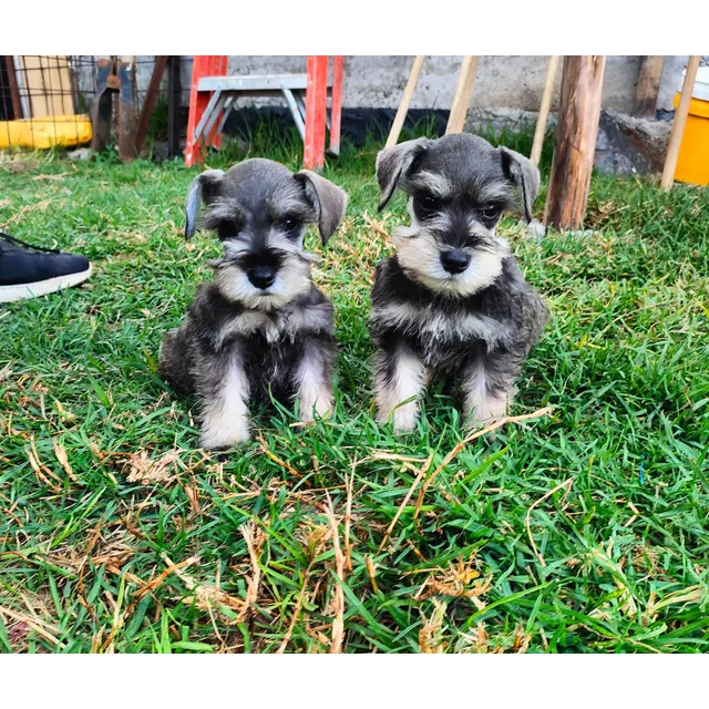 Schnauzer Miniatura Macho, Pelaje Largo, 2 Meses