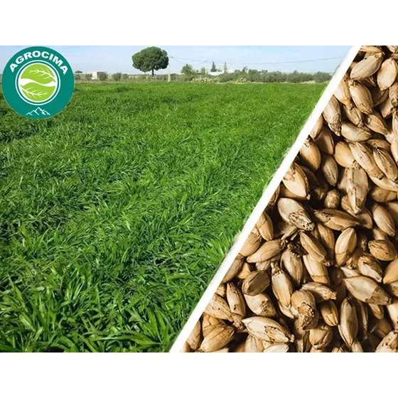 Semilla De Pasto Brachiaria Hibrido Mulato 2 Certificada 5kg