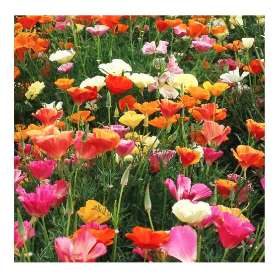 100 Semillas Eschscholzia Mission Bell Mix Colores Importada