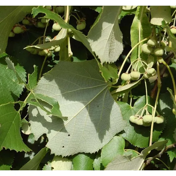 Semilla De Arbol Tilia Tomentosa Tilo Plateado Hojas Verdes