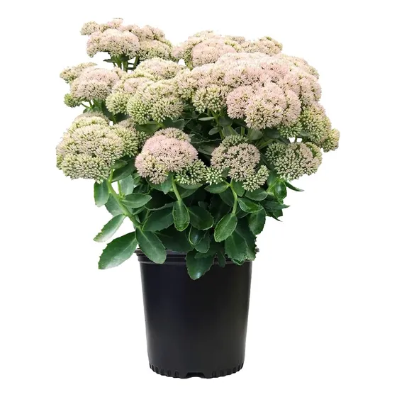 Sedum Spectabile   Autumm Joy  , Plantas English Borders