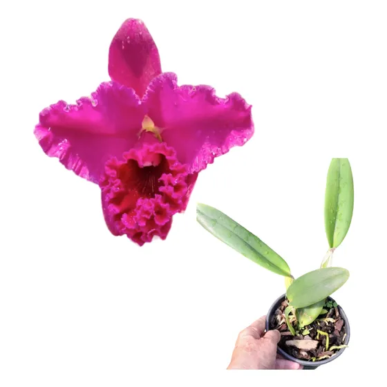 Orquídea Adulta Cattleya Hibrida Vermelha
