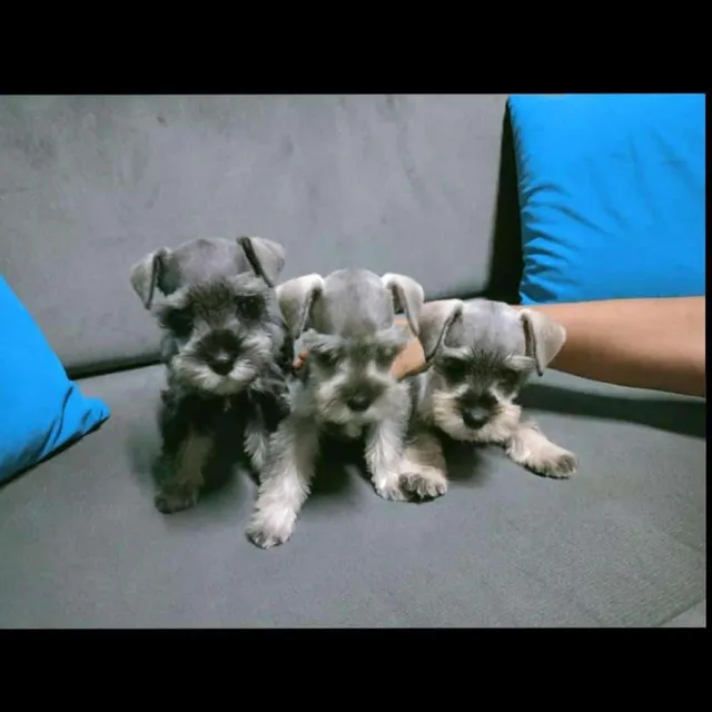 Cachorros Schnauzer Sal Pimienta.