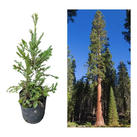 Mudas Da Magnífica Sequóia Gigante - Sequoia Sempervirens