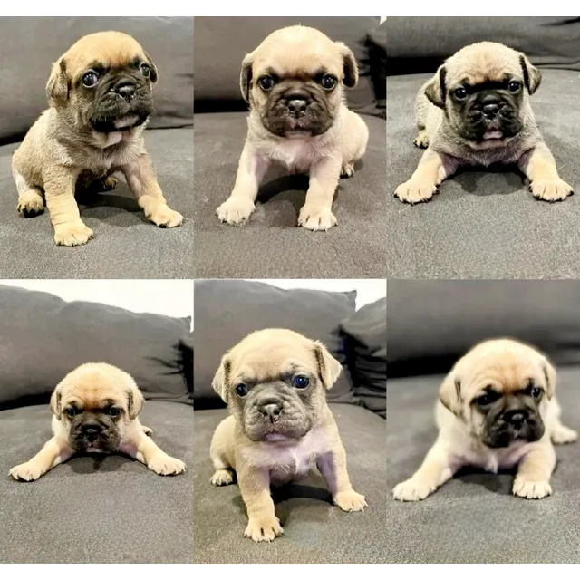Cachorros Pug