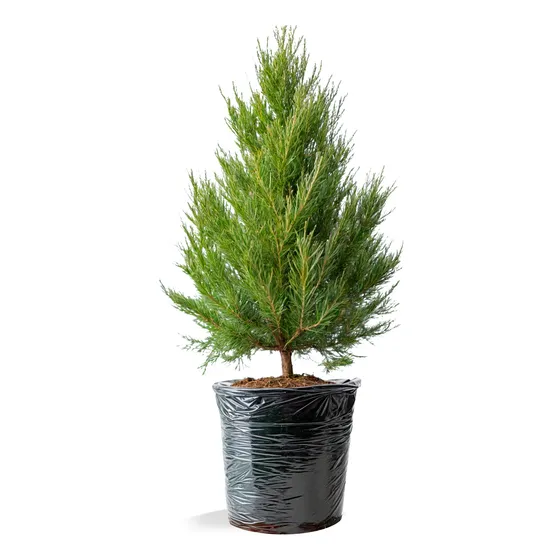 Plantas Ornamentales De Pino Limón, Limonero