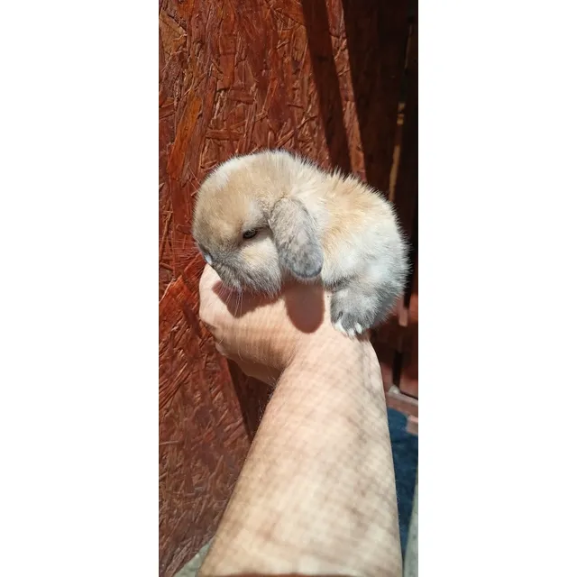 Conejos Enanos Holland Lop