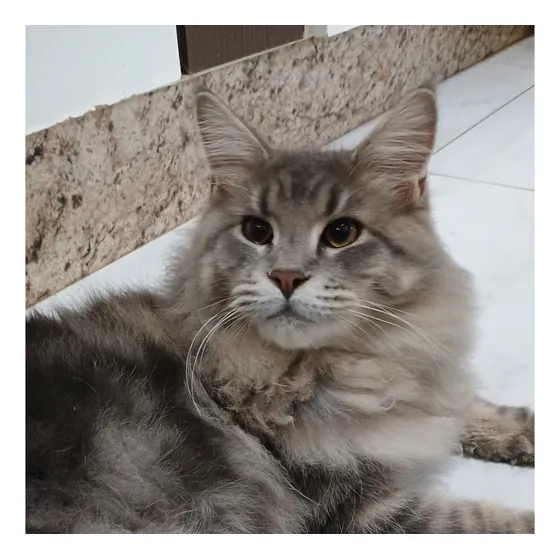 Gato Maine Coon Filhotes (gatil Saymon Cats)
