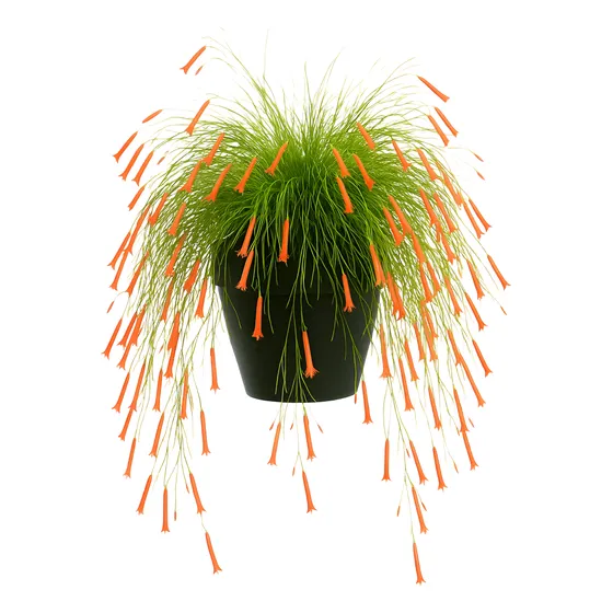 Planta Russelia Equisetiformis Flor De Coral Vermelha