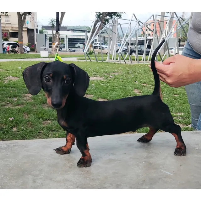 Cachorro Teckel Kaninchen, Salchicha Conejero El Más Pequeño