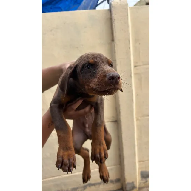 Cachorro Doberman