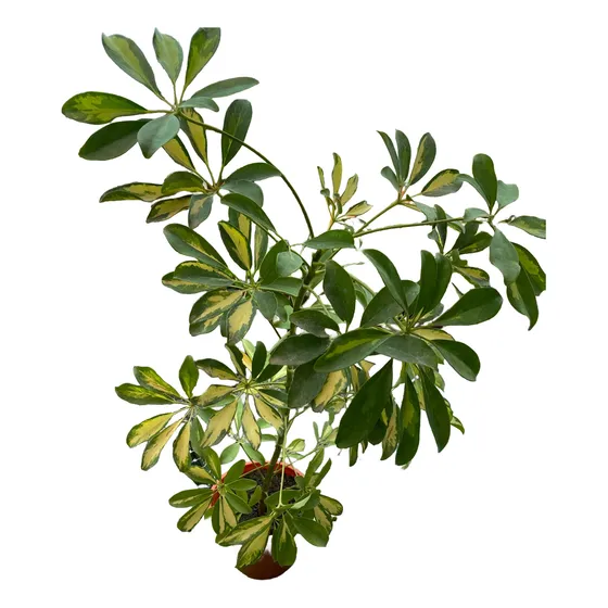 Cheflera / Schefflera 100cm / No Envío A Regiones