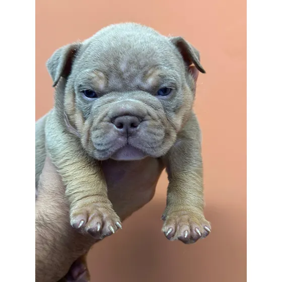Filhotes De American Bully- Canil R5 Plus