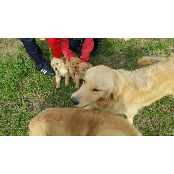 Monumentales Cachorros Golden Retriever Pureza Garantizada