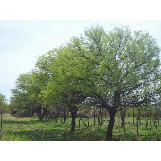 Semillas De Algarrobo Prosopis Nigra X 20 Unidades