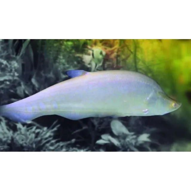 Pez Cuchillo Albino Blanco
