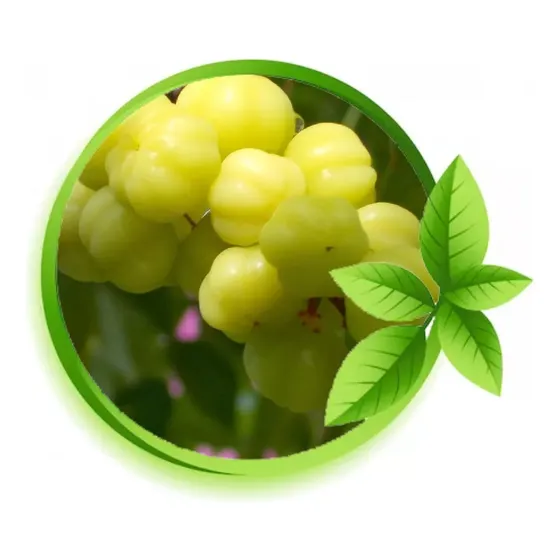 Muda De Groselha Tropical  Rara Para Produzir 