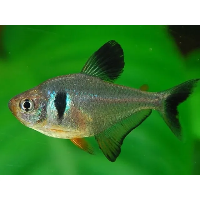 Pez Tetra Black Phantom 
