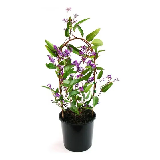 Hardenbergia Violácea , Trepadora Flores Violetas !