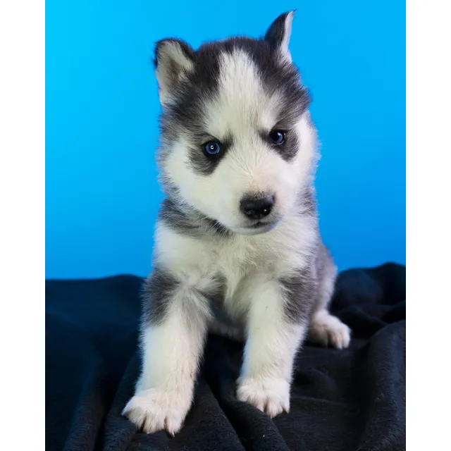 Cachorros De Raza Grande Siberiano Huksy Ojos Azules