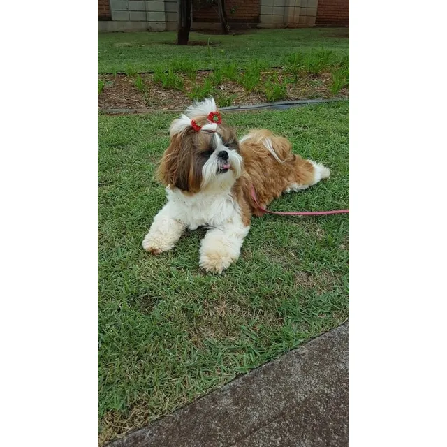 Peluches Shih Tzuu